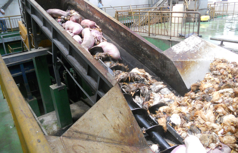 动物尸体无公害